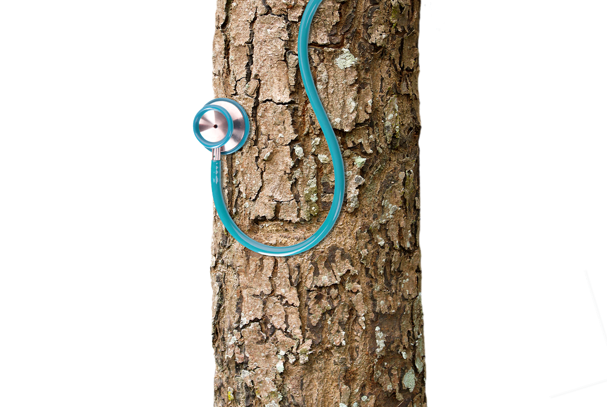 Bild eines Stethoskop um einen Baumstamm